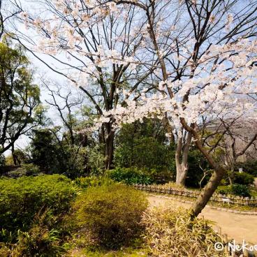 Keitaku-en (Osaka), Plum trees in bloom in the Japanese garden 5