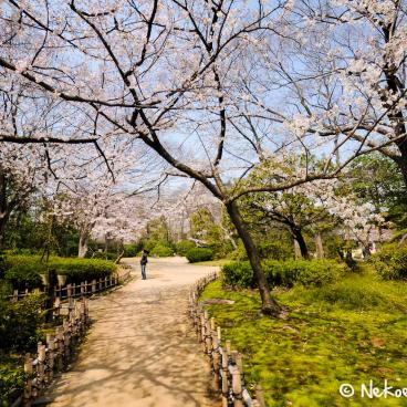 Keitaku-en (Osaka), Plum trees in bloom in the Japanese garden 6