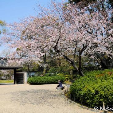 Keitaku-en (Osaka), Plum trees in bloom in the Japanese garden 7