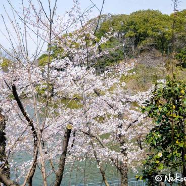 Keitaku-en (Osaka), Plum trees in bloom in the Japanese garden 10