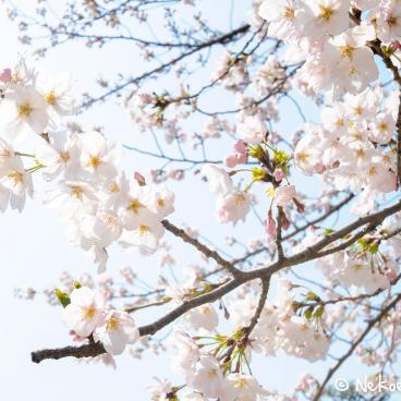 Keitaku-en (Osaka), Plum trees in bloom in the Japanese garden 11