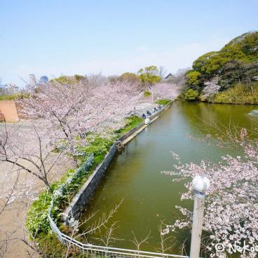 Keitaku-en (Osaka), Plum trees in bloom and Cha-usu-yama hill 2