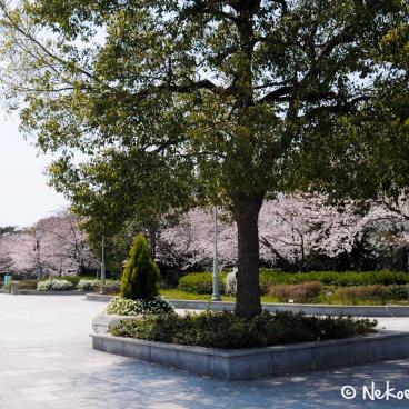 Keitaku-en (Osaka), Plum trees in bloom near the zoo