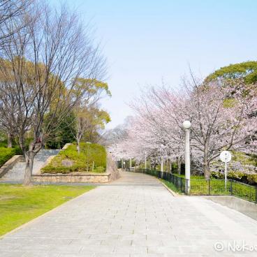 Keitaku-en (Osaka), Plum trees in bloom in the alleys