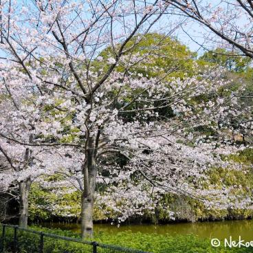 Keitaku-en (Osaka), Plum trees in bloom in the alleys 2