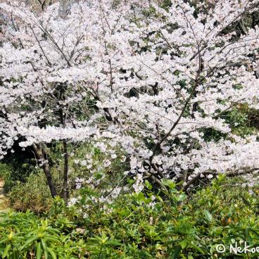 Keitaku-en (Osaka), Plum trees in bloom in the alleys 3