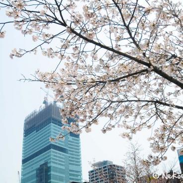 Keitaku-en (Osaka), Plum trees blooming and Abeno Harukas Tower under construction