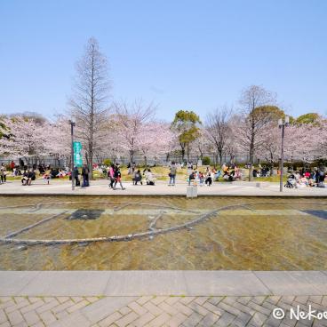 Keitaku-en (Osaka), Plum trees in bloom near the zoo 2