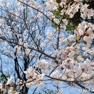 Keitaku-en (Osaka), Plum trees in bloom in the Japanese garden