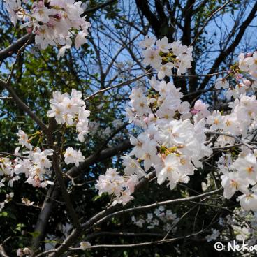 Keitaku-en (Osaka), Plum trees in bloom in the Japanese garden 2