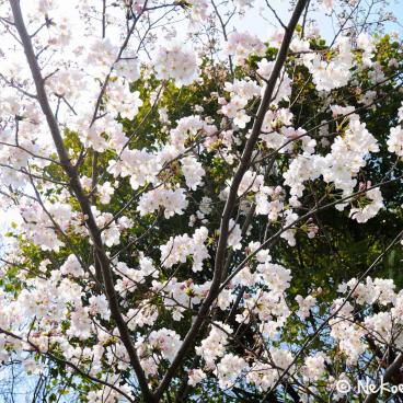 Keitaku-en (Osaka), Plum trees in bloom in the Japanese garden 3