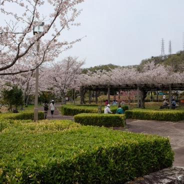 Settsukyo Park (Osaka), Sakura Square and blooming cherrry trees in spring 2