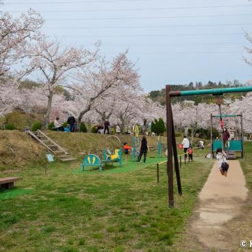 Settsukyo Park (Osaka), Children's playground under the cherry trees in spring