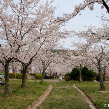 Settsukyo Park (Osaka), Sakura Square and blooming cherrry trees in spring 3