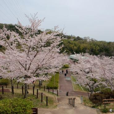 Settsukyo Park (Osaka), Sakura Square and blooming cherrry trees in spring 4