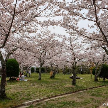 Settsukyo Park (Osaka), Sakura Square and blooming cherrry trees in spring 5