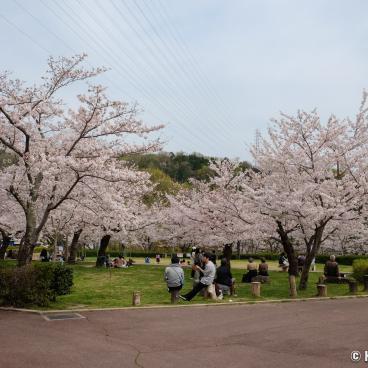 Settsukyo Park (Osaka), Sakura Square and blooming cherrry trees in spring