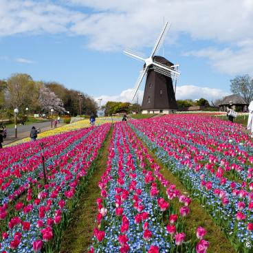 Tsurumi Ryokuchi Park, Dutch Windmill Hill and fields of tulips and cosmos