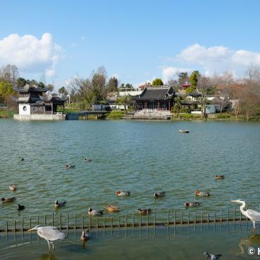 Tsurumi Ryokuchi Park, Oike pond and its wildlife