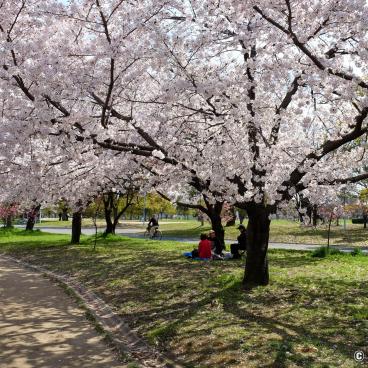 Tsurumi Ryokuchi Park, Blooming cherry trees in spring