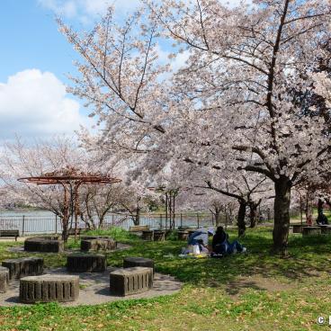 Tsurumi Ryokuchi Park, Rest areas and blooming cherry trees in spring