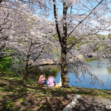 Tsurumi Ryokuchi Park, Pond of the Japanese garden and blooming cherry trees