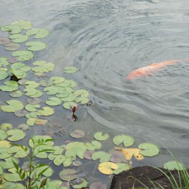 Keitaku-en (Osaka), Carps in the pond