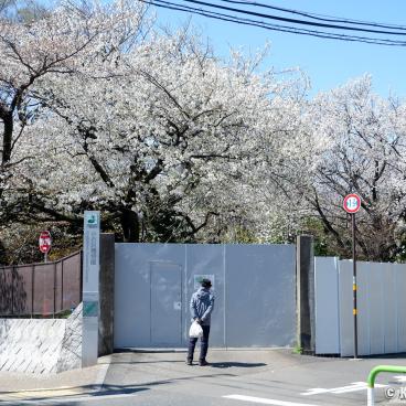 Koishikawa Botanical Gardens (Tokyo), View on the blooming cherry trees from the street