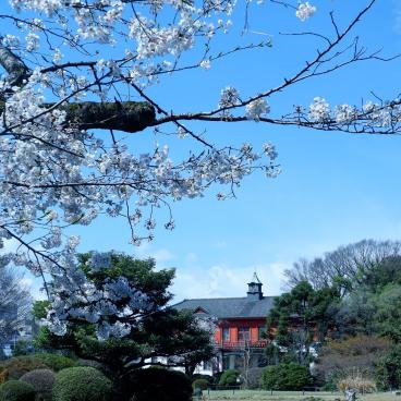 Koishikawa Botanical Gardens (Tokyo), Japanese garden and view on the University Museum's annex 2