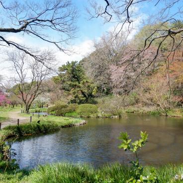 Koishikawa Botanical Gardens (Tokyo), Pond and vegetation in spring