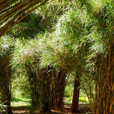 Koishikawa Botanical Gardens (Tokyo), Bamboo grove
