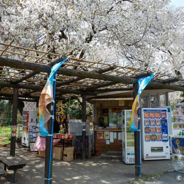Koishikawa Botanical Gardens (Tokyo), Outdoor rest area