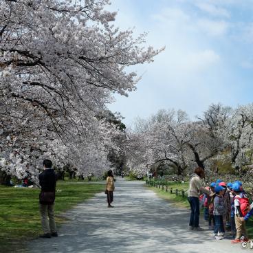 Koishikawa Botanical Gardens (Tokyo), Blooming cherry trees along the path in spring