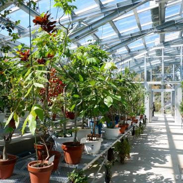 Koishikawa Botanical Gardens (Tokyo), Greenhouse