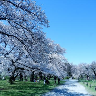Koishikawa Botanical Gardens (Tokyo), Blooming cherry trees along the path in spring 2