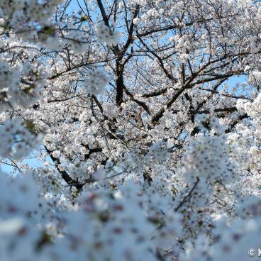 Koishikawa Botanical Gardens (Tokyo), Contemplation of sakura blossoms
