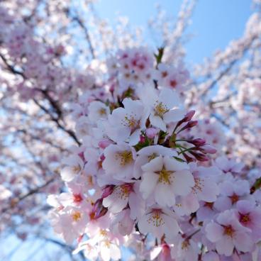 Koishikawa Botanical Gardens (Tokyo), Contemplation of sakura blossoms 2