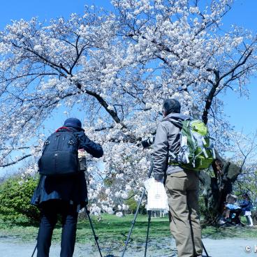 Koishikawa Botanical Gardens (Tokyo), Photographers taking pictures of a blooming sakura in spring