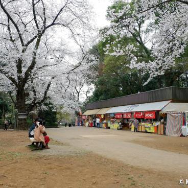 Omiya Park (Saitama), Food stalls and blooming cherry trees in spring