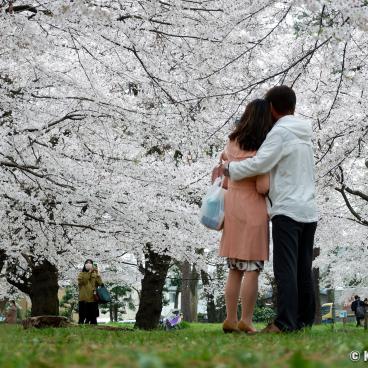 Omiya Park (Saitama), A couple under the blooming cherry trees in spring