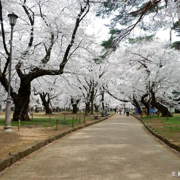 Omiya Park (Saitama), Strolling under the blooming cherry trees in spring 2