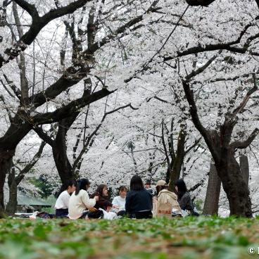 Omiya Park (Saitama), Hanami under the blooming cherry trees in spring 3