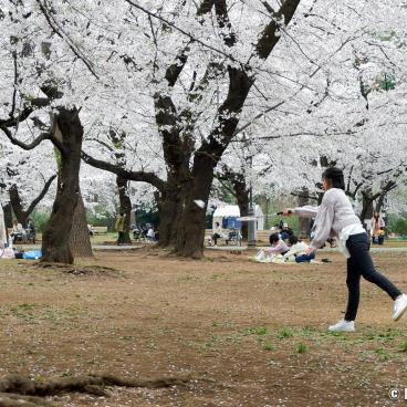 Omiya Park (Saitama), Badminton game under the blooming cherry trees in spring