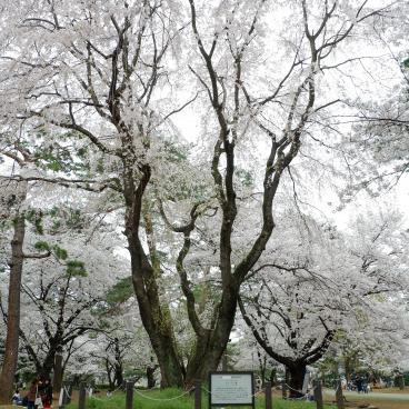 Omiya Park (Saitama), Great cherry tree in full bloom in spring