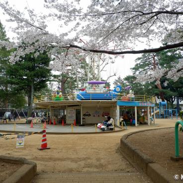 Omiya Park (Saitama), Children's playground with roundabouts and sakura