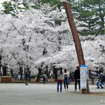 Omiya Park (Saitama), Clock Tower on the Place of Liberty and sakura