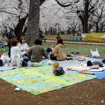 Omiya Park (Saitama), Hanami under the blooming cherry trees in spring 4
