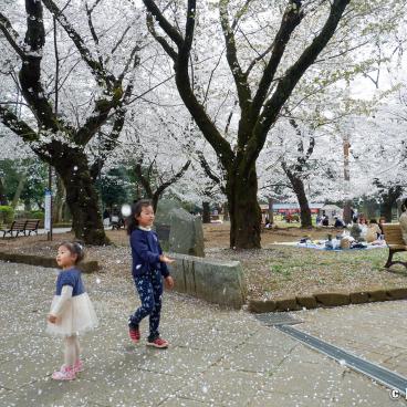 Omiya Park (Saitama), Children playing under the blooming cherry trees in spring