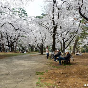 Omiya Park (Saitama), Strolling under the blooming cherry trees in spring