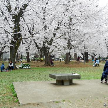 Omiya Park (Saitama), Cherry trees flower viewing in spring